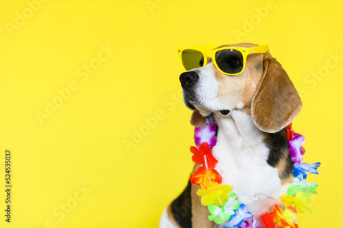 Beagle dog with sunglasses and flower collar on yellow background. Summer portrait of a dog. Spring portrait of a dog. 