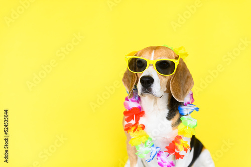 Beagle dog with sunglasses and flower collar on yellow background. Summer portrait of a dog. Spring portrait of a dog.