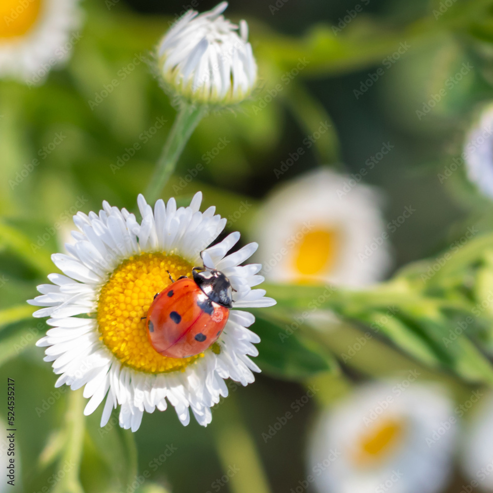 Red-black ladybug on a white chamomile on a blurred background. Place for an inscription. Wildlife in the meadow. Copy space.