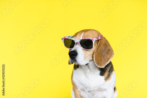 Beagle dog with sunglasses on yellow background. Summer portrait of a dog.