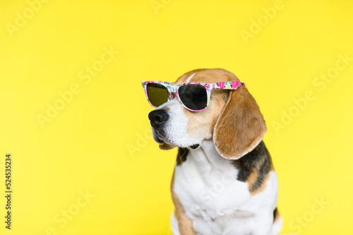 Beagle dog with sunglasses on yellow background. Summer portrait of a dog.