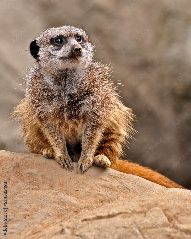 Fototapeta premium meerkat on guard duty