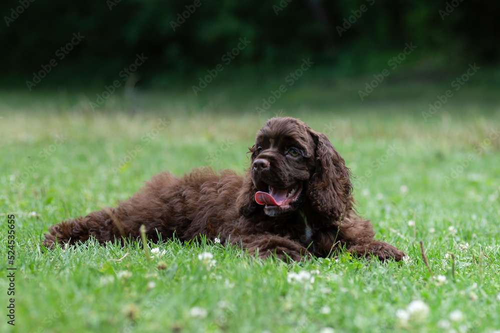 Puppy American Cocker Spaniel stands in a stance on the grass.
Puppy American Cocker Spaniel stands in a stance on the grass.