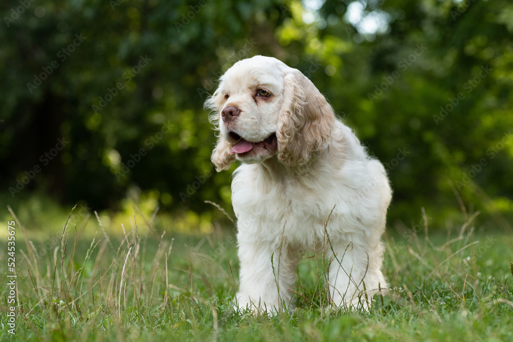 Puppy American Cocker Spaniel white on the grass. Puppy American Cocker Spaniel white on the grass.