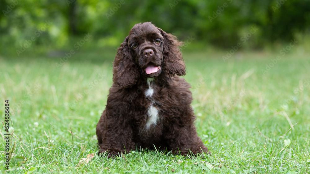 Fototapeta premium Puppy American Cocker Spaniel of brown color with a cute muzzle sits on the grass.