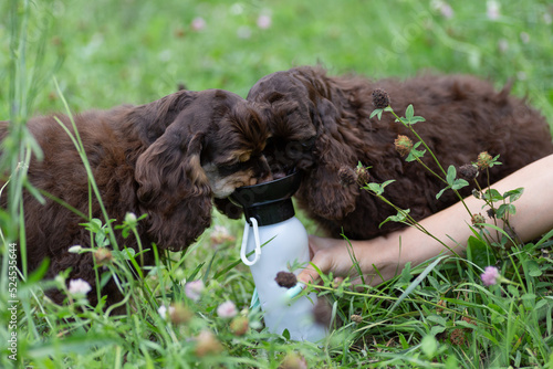Billede på lærred Puppies American Cocker Spaniel drinking water from a drinking bowl on the street