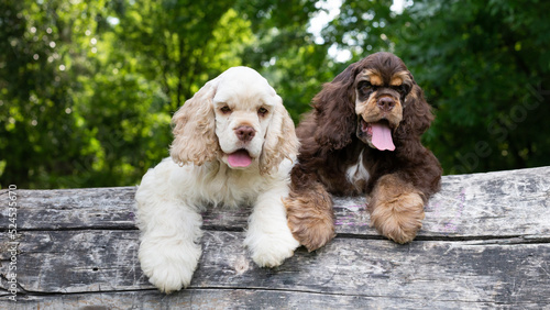 Foto Puppies American Cocker Spaniel with cute faces looking at the camera