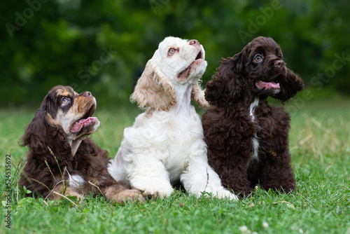 Φωτογραφία Puppies American Cocker Spaniel with cute muzzles are sitting on the grass