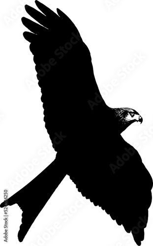 Rapace en vol, vecteur noir sur fond transparent pour conception. 