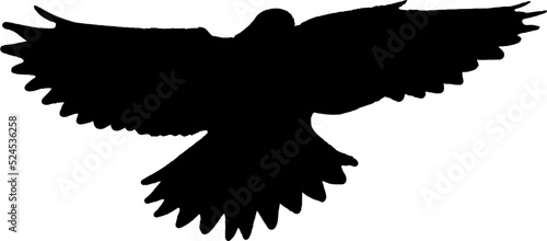 Aigle en vol noir, vecteur sur fond transparent.