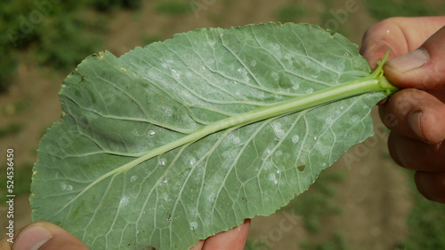 Whitefly Aleyrodes proletella pest cauliflower harmful adults larvae on the underside of the leaf plant. Problem of farm and agricultural cultivation planting of crops in Europe farming agriculture photo