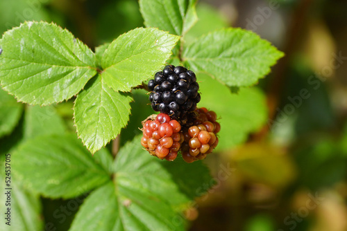Closeup ripe and unripe blackberries on the Thornless Blackberry (Rubus Hybrid) shrub. Family Rosaceae. Dutch garden, August, summer 