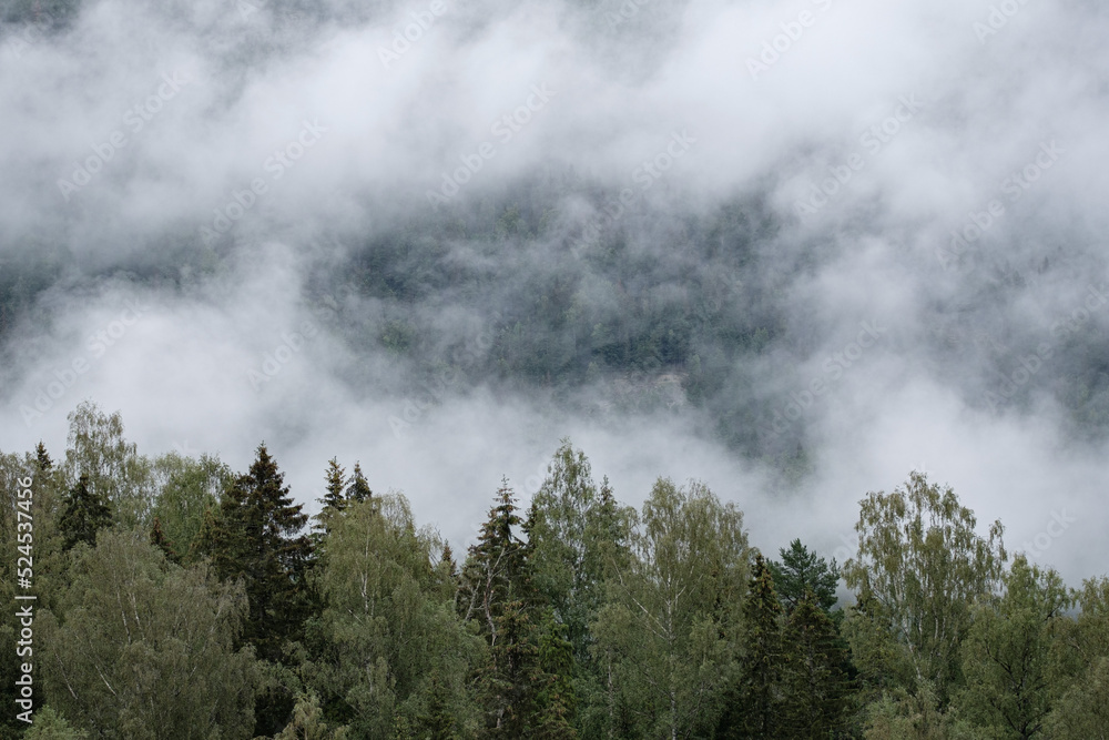 fog on the top of the trees, norway fog on the top of the trees, norway