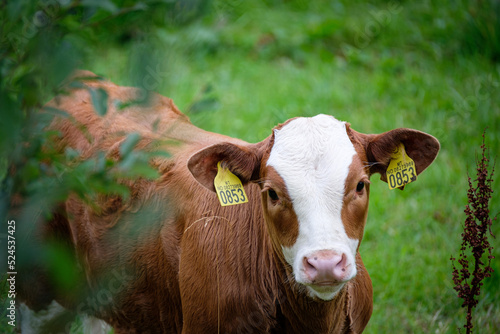 portrait of cows taken in the norway  © Jim Barris