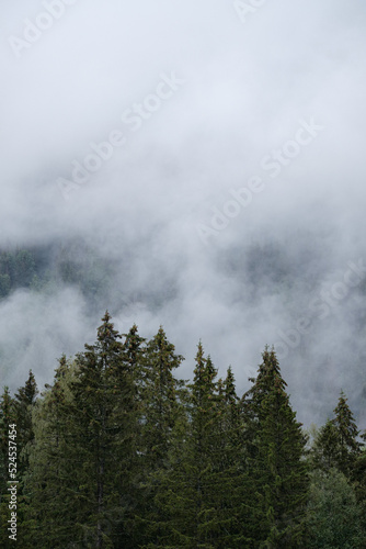 fog on the top of the trees, norway © Jim Barris