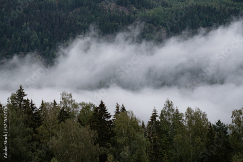 fog on the top of the trees, norway