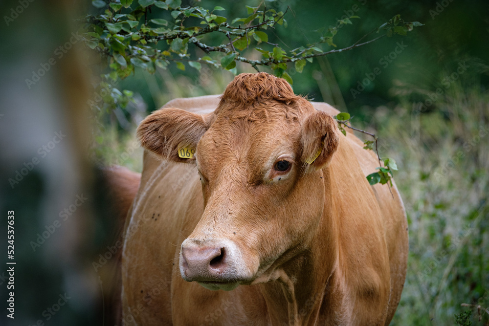 portrait of cows taken in the norway 