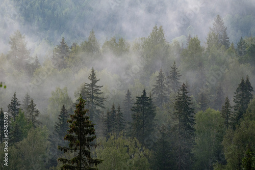 Fototapeta Naklejka Na Ścianę i Meble -  fog on the top of the trees, norway