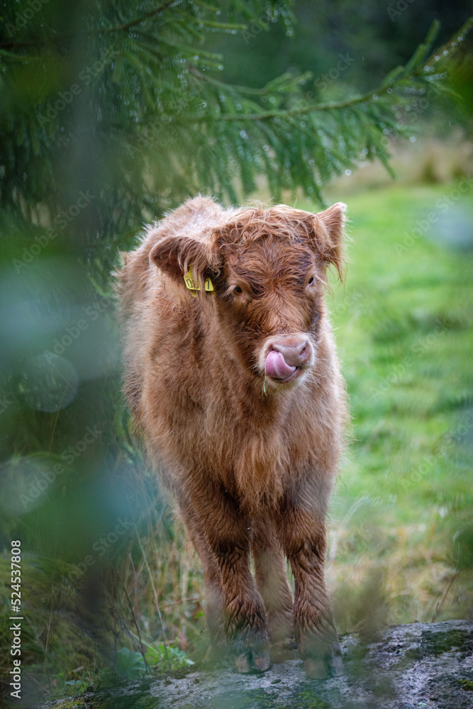 Fototapeta premium portrait of cows taken in the norway 