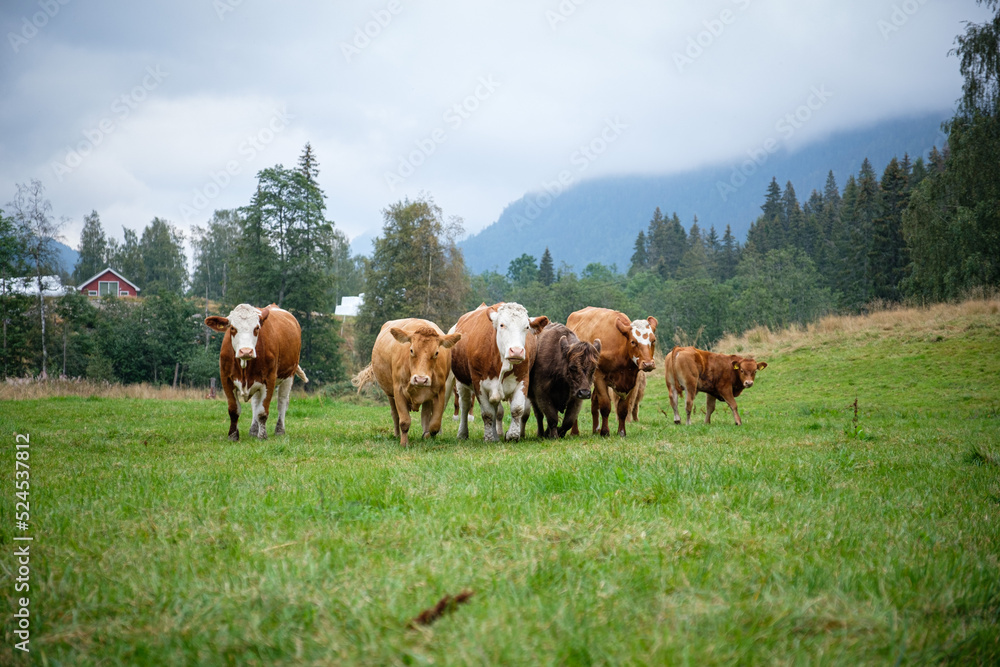 portrait of cows taken in the norway 