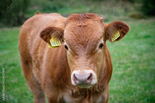 portrait of cows taken in the norway 
