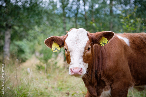 portrait of cows taken in the norway  © Jim Barris
