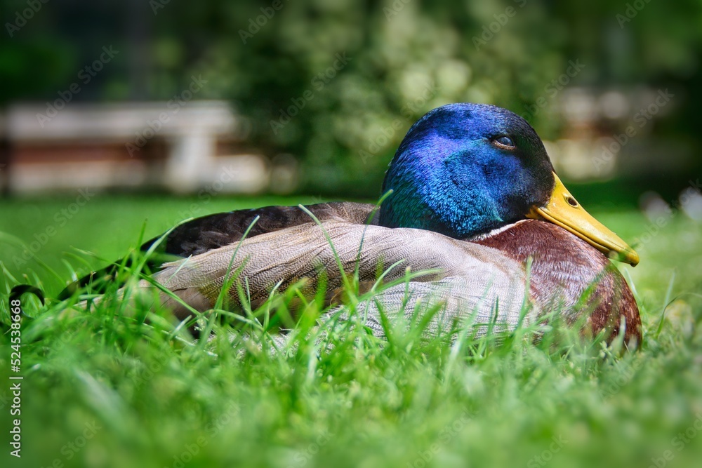 Primer plano de un pato descansando sobre el césped. Primer plano de un pato descansando sobre el césped.