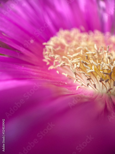 Obraz na płótnie purple poppy