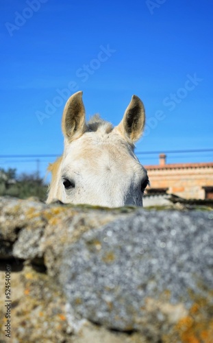 Retrato de la cabeza de un caballo, que se asoma y mira a la cámara por encima de un muro de piedra. © LuisM