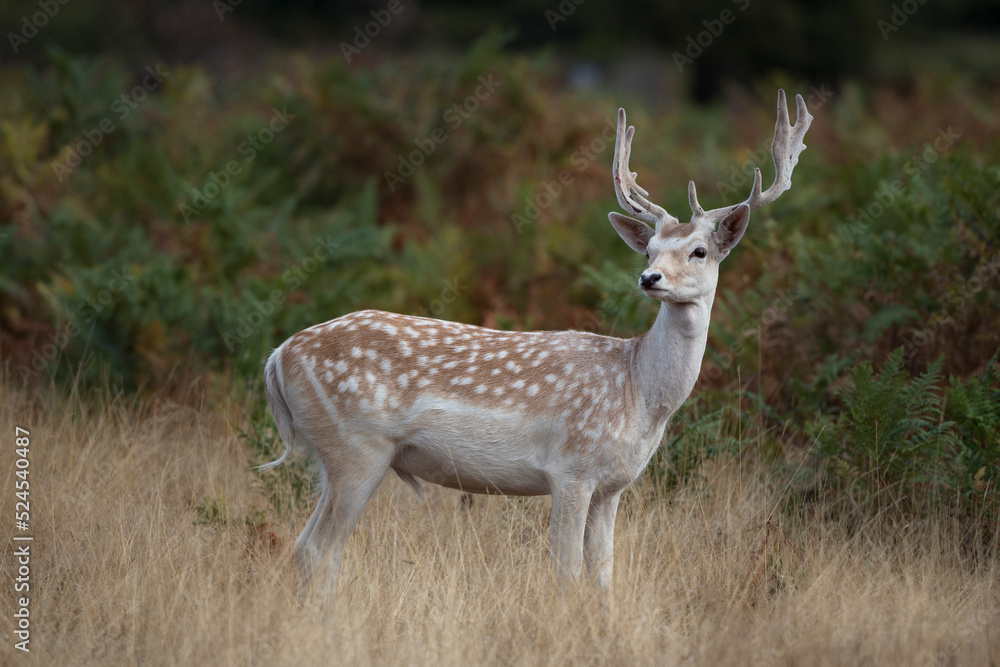 European fallow deer European fallow deer