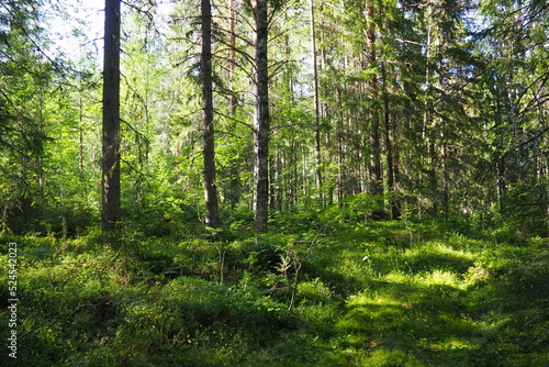 Taiga biome dominated by coniferous forests. Picea spruce, genus of coniferous evergreen trees in the Pine family Pinaceae. Russia, Karelia, Orzega. Dense forest. Terrible bowl. Wild deserted forest. photo