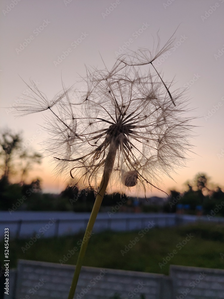 Obraz premium dandelion against the sky