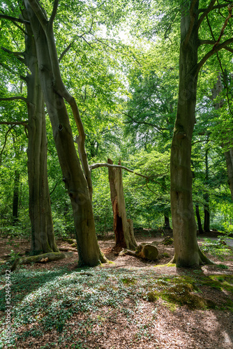 Old trees in a forest near Eikelhof in Olst (The Netherlands)