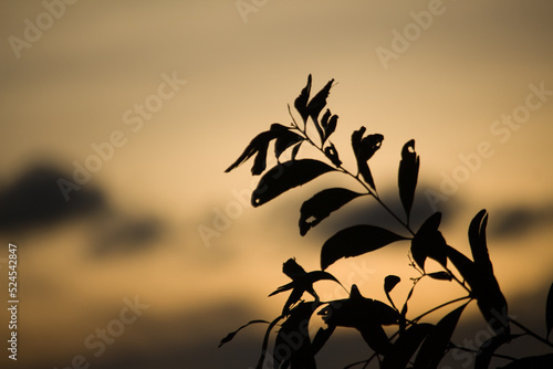 A moment of beautiful sunset through the leaves