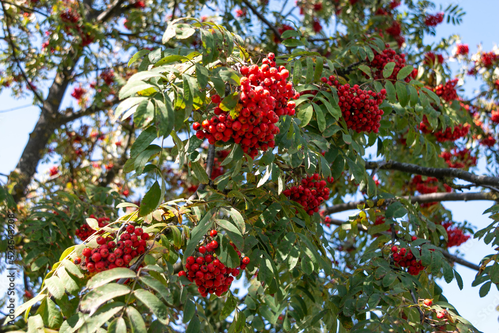 Mountain ash. Branch with red rowan berries. Rowan fruits are used in the form of preserves, jams, jelly, tinctures, marshmallow, marmalade, jelly. Mountain ash. Branch with red rowan berries. Rowan fruits are used in the form of preserves, jams, jelly, tinctures, marshmallow, marmalade, jelly.