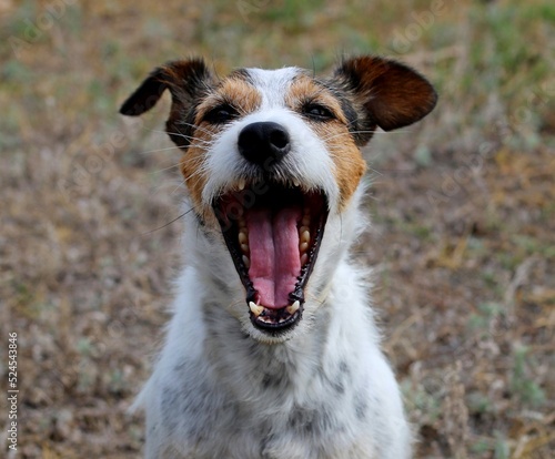 jack russell terrier puppy