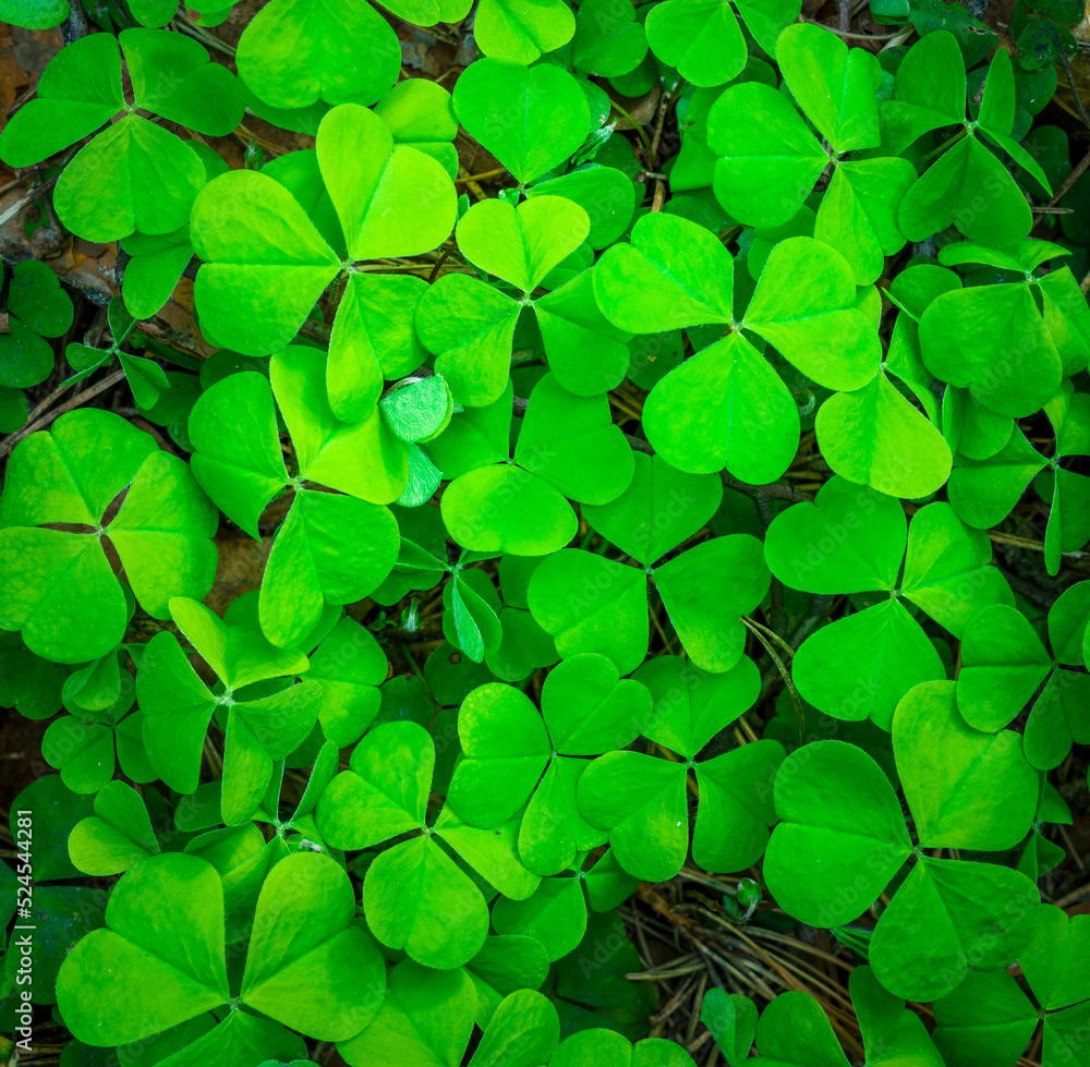 green clover texture closeup, forest nature background pattern of shamrock, trefoil green ground backdrop macro green clover texture closeup, forest nature background pattern of shamrock, trefoil green ground backdrop macro