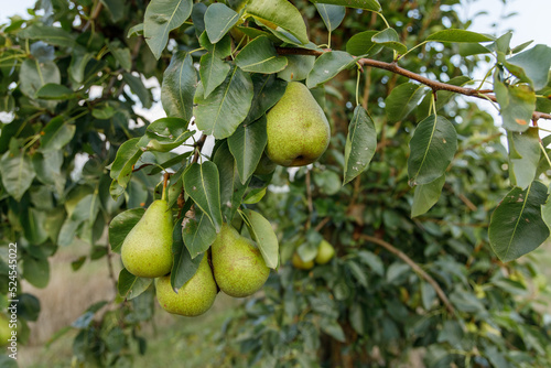 fruit farm garden growing different varieties of pears