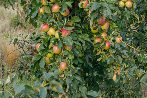 fruit apple farm orchard growing apples