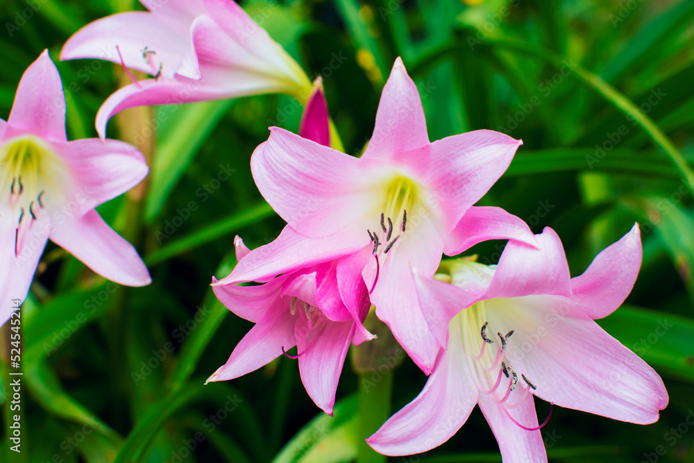 Pink Lily