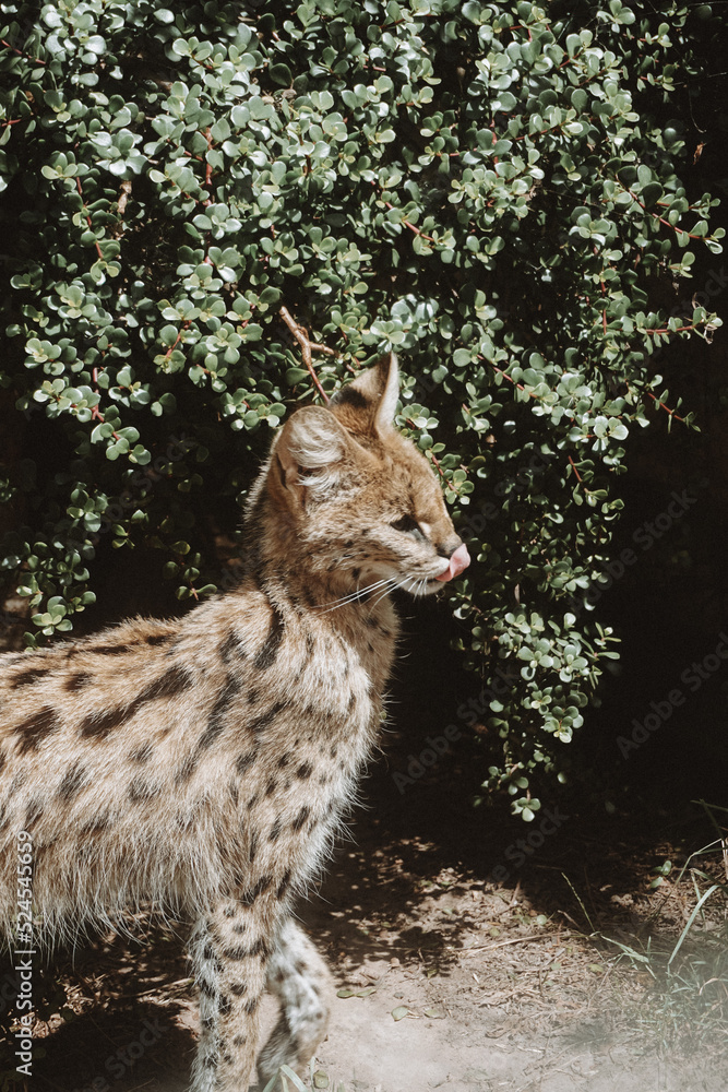 Fototapeta premium serval in the wild