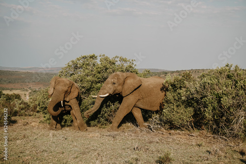 elephants playing