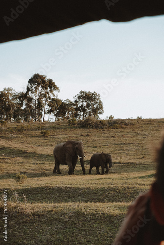 elephants in the wild