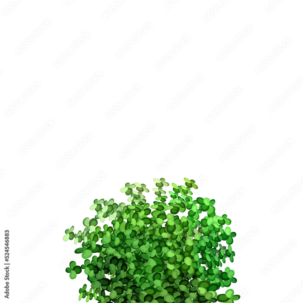 Border of green bushes.Decorative plantings for gardens and parks. Border of green bushes.Decorative plantings for gardens and parks.