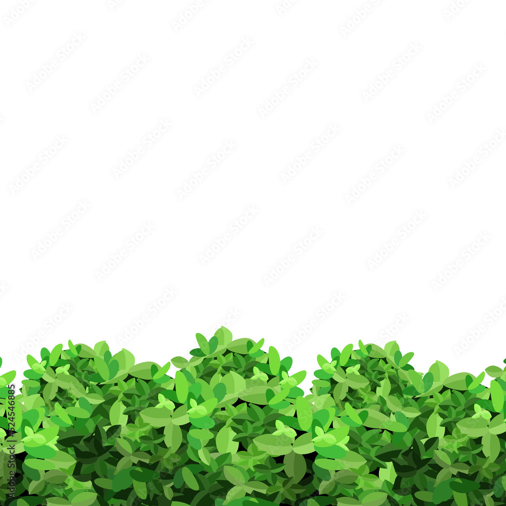 Border of green bushes.Decorative plantings for gardens and parks. Border of green bushes.Decorative plantings for gardens and parks.
