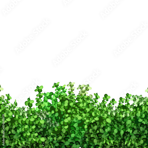 Border of green bushes.Decorative plantings for gardens and parks.