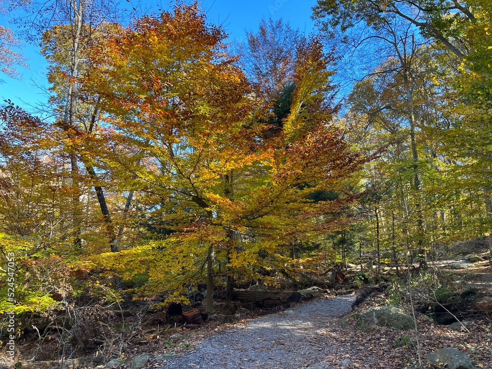 Visitors enjoy hiking the trails in the Catoctin Mountain Wilderness, during the autumn season, to experience the beauty of the fall foliage, within Cunningham Falls State Park, Frederick, Maryland. Visitors enjoy hiking the trails in the Catoctin Mountain Wilderness, during the autumn season, to experience the beauty of the fall foliage, within Cunningham Falls State Park, Frederick, Maryland.