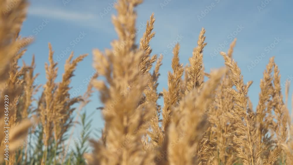 The Dry Grass Moves In The Wind On The Sea Shore. Sunset With Dry Moving Grass The Dry Grass Moves In The Wind On The Sea Shore. Sunset With Dry Moving Grass