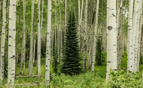Fototapeta Naklejka Na Ścianę i Meble -  Aspen trees along Kebler Pass in Colorado in the summer