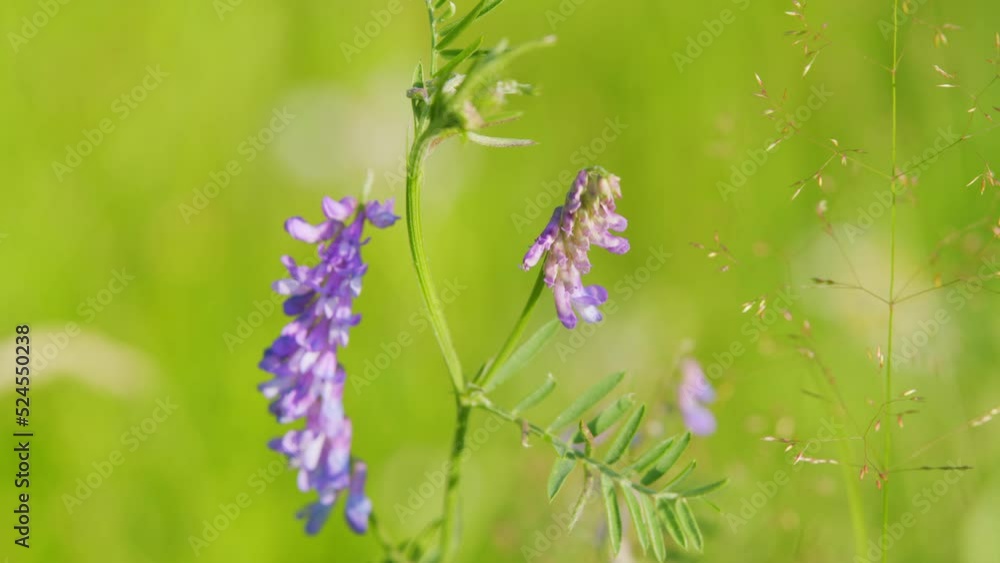 Cow vetch. Vicia cracca or tufted and bird, blue or boreal vetch, is a ...